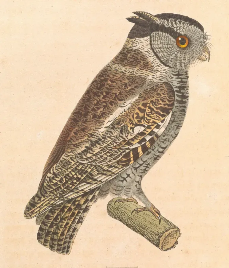 File:Megascops atricapilla 1838.jpg