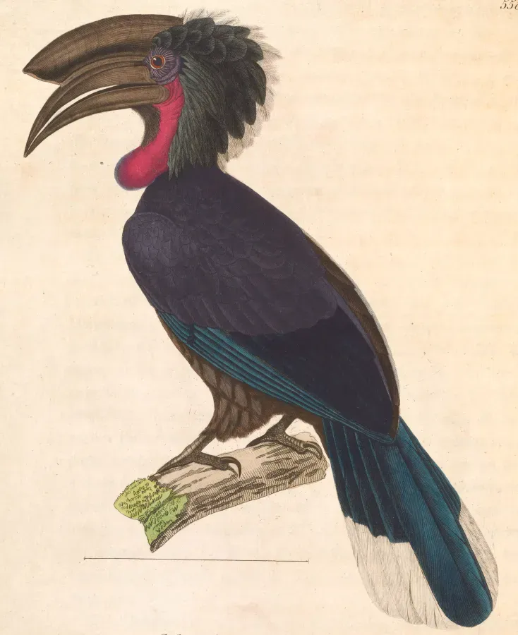 File:Ceratogymna atrata 1838.jpg