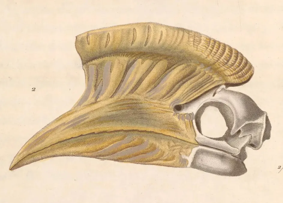 File:Bycanistes cylindricus 1838.jpg