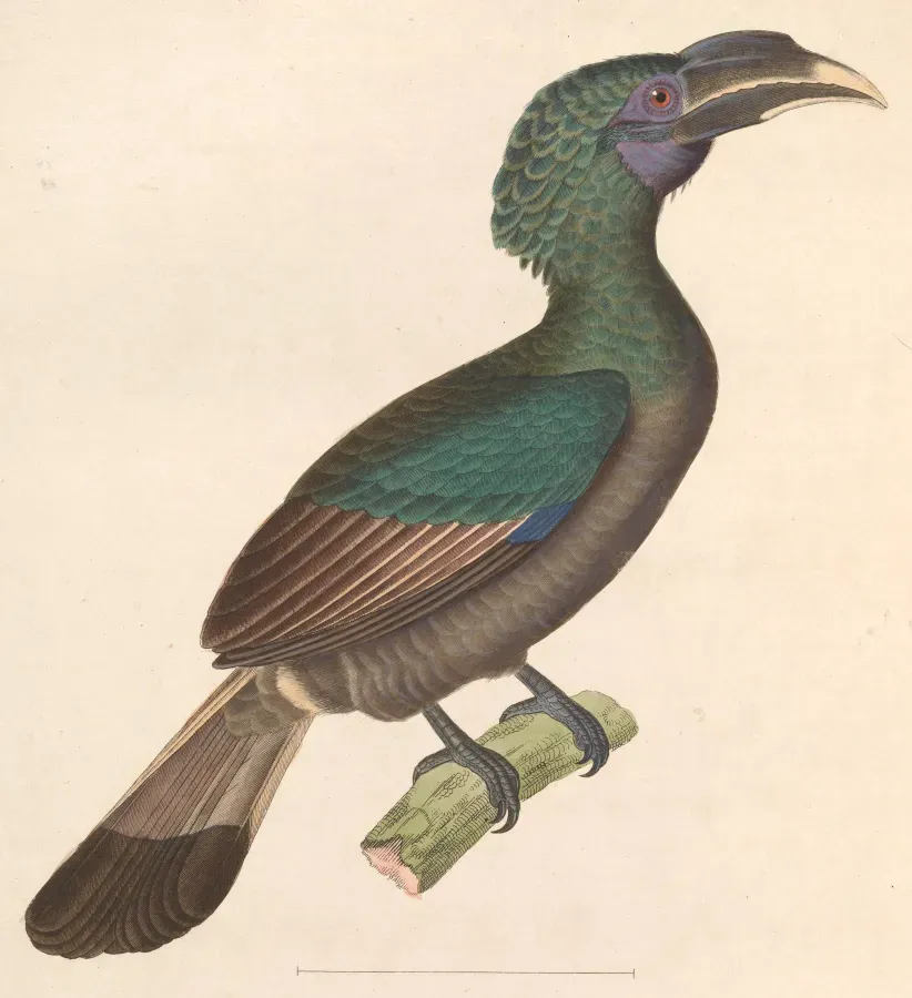File:Anorrhinus galeritus 1838.jpg