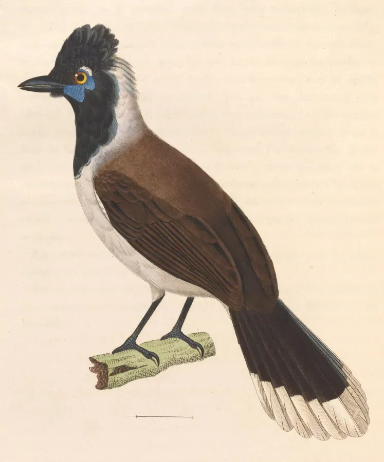 File:Cyanocorax cyanopogon 1838.jpg