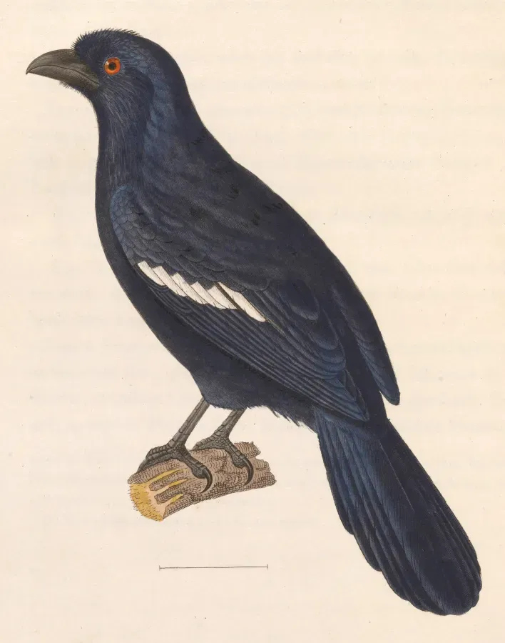 File:Platysmurus leucopterus 1838.jpg