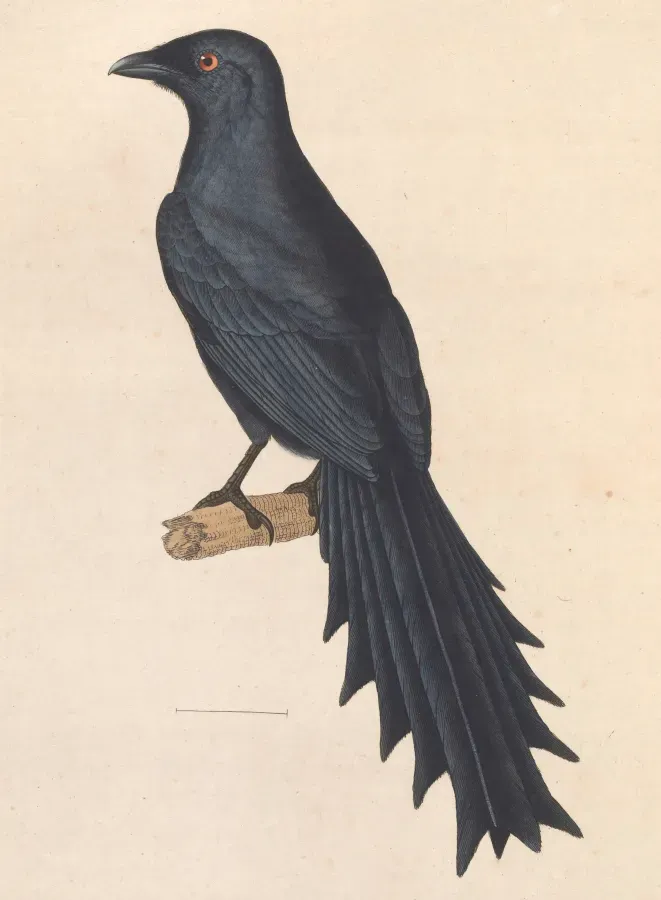 File:Temnurus temnurus 1838.jpg