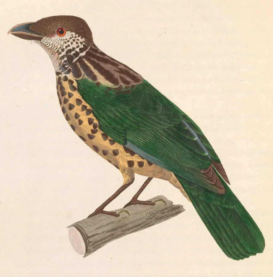 File:Ailuroedus buccoides 1838.jpg