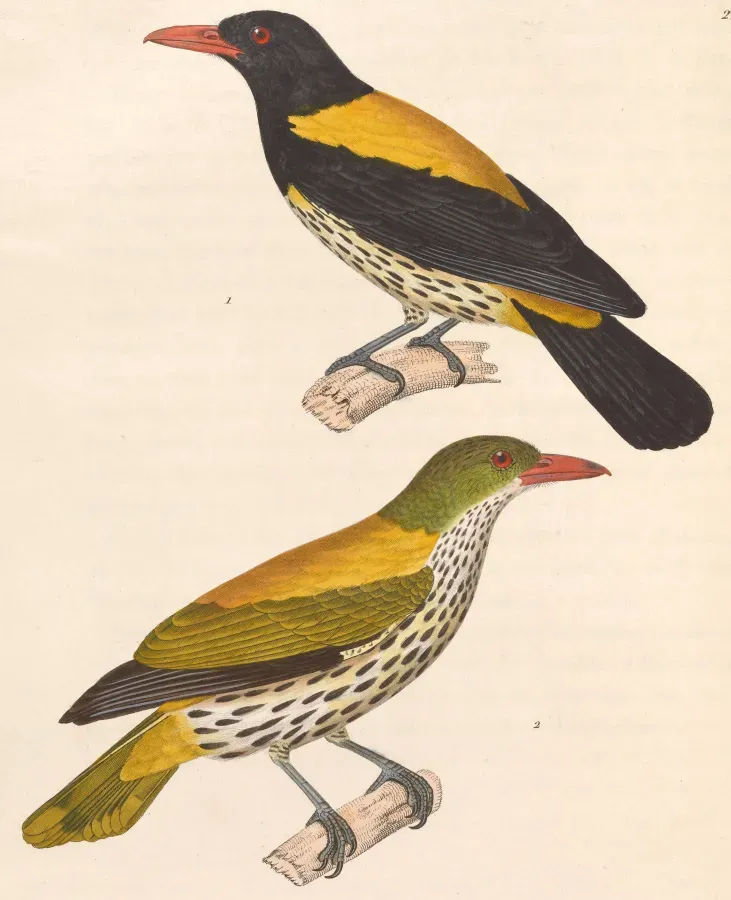 File:Oriolus xanthonotus 1838.jpg