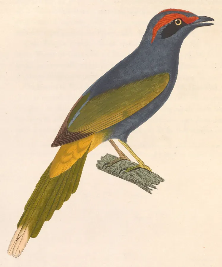 File:Enodes erythrophris 1838.jpg