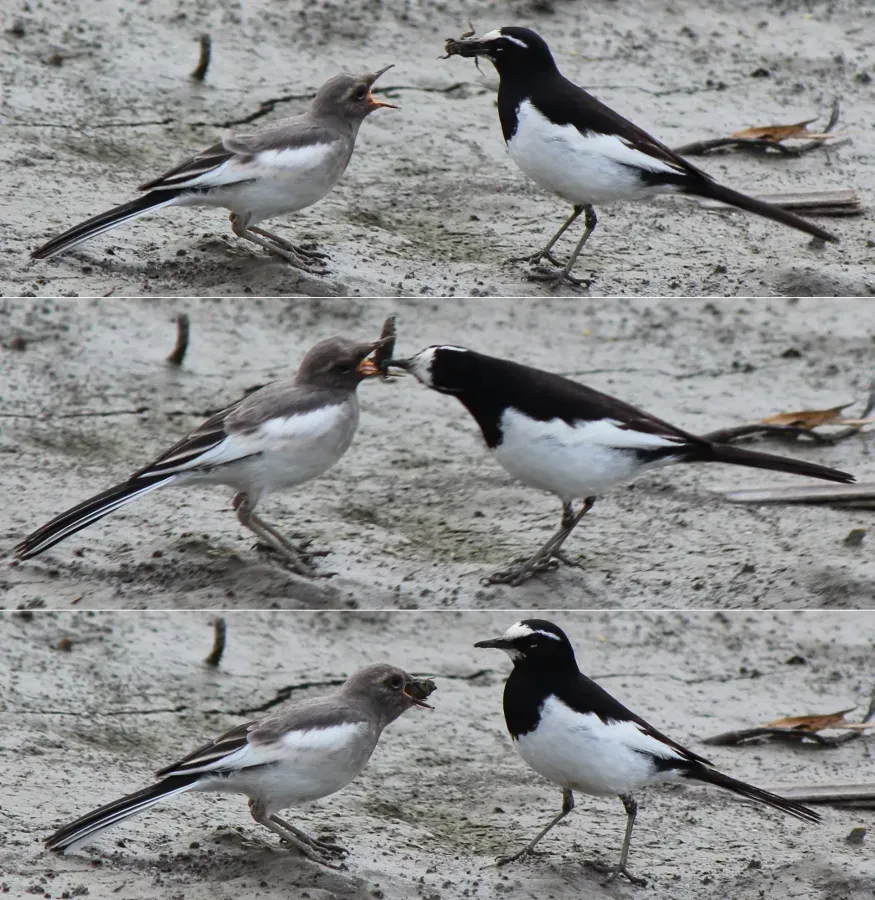 File:Motacilla grandis giving food.jpg