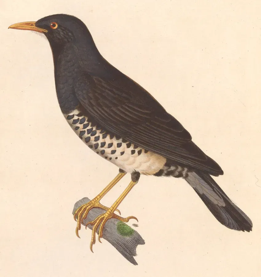 File:Turdus cardis 1838.jpg