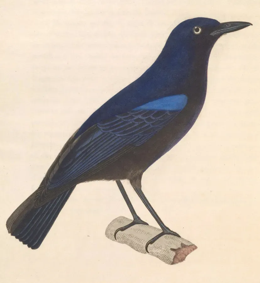 File:Myophonus glaucinus 1838.jpg