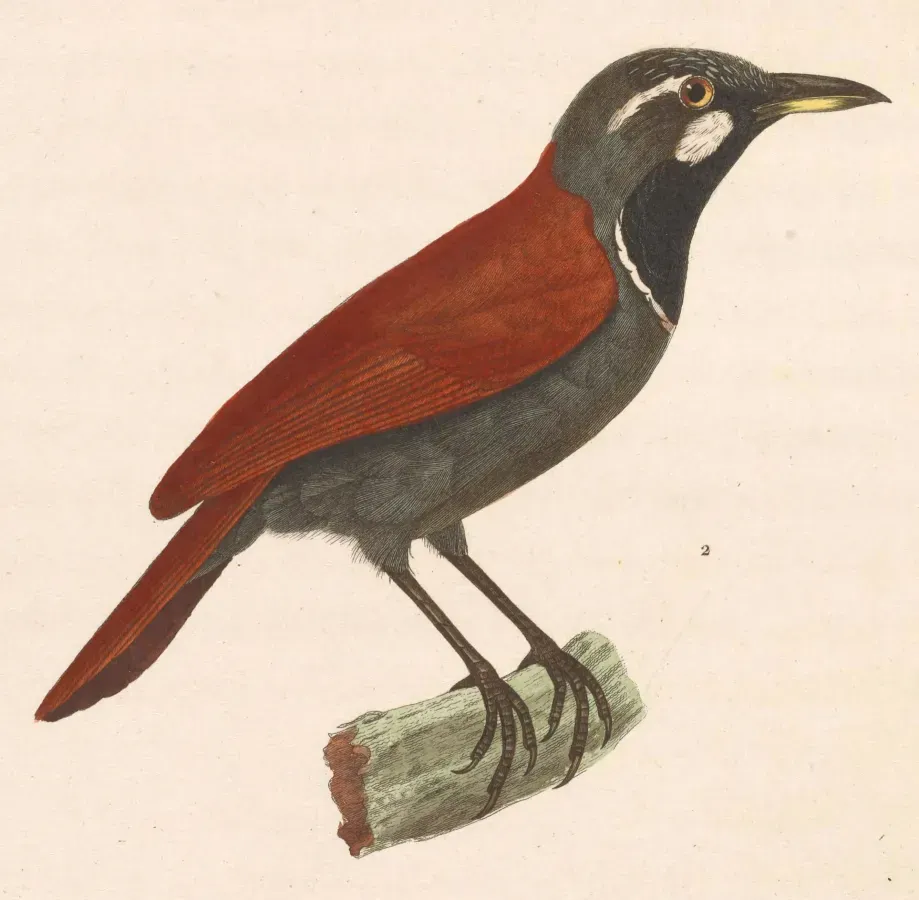 File:Stachyris nigricollis 1838.jpg