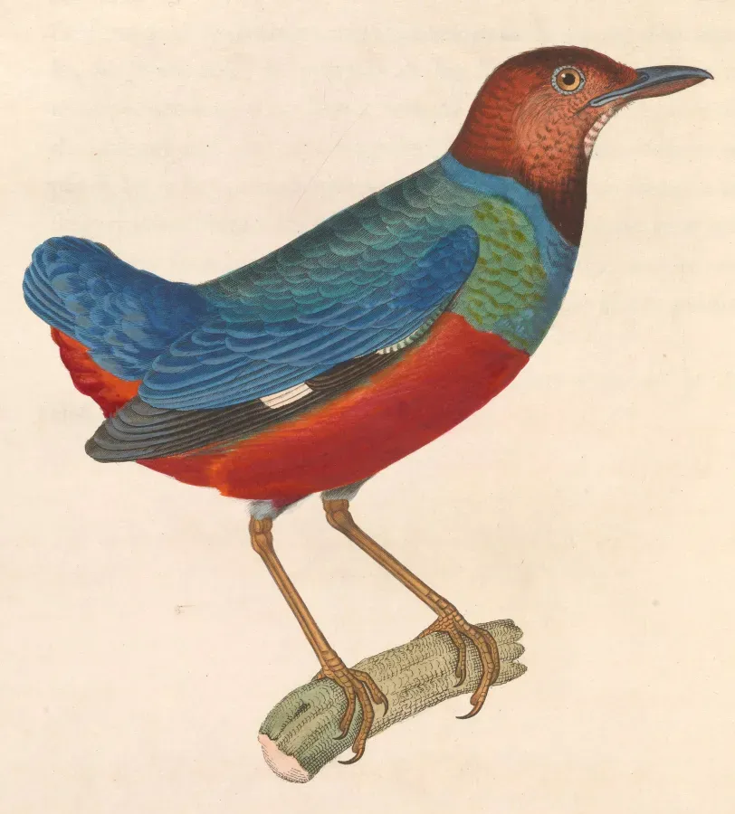 File:Erythropitta erythrogaster 1838.jpg