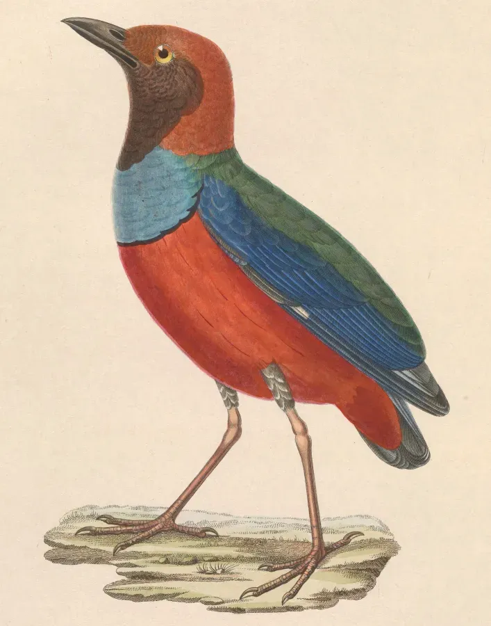 File:Erythropitta erythrogaster macklotii 1838.jpg