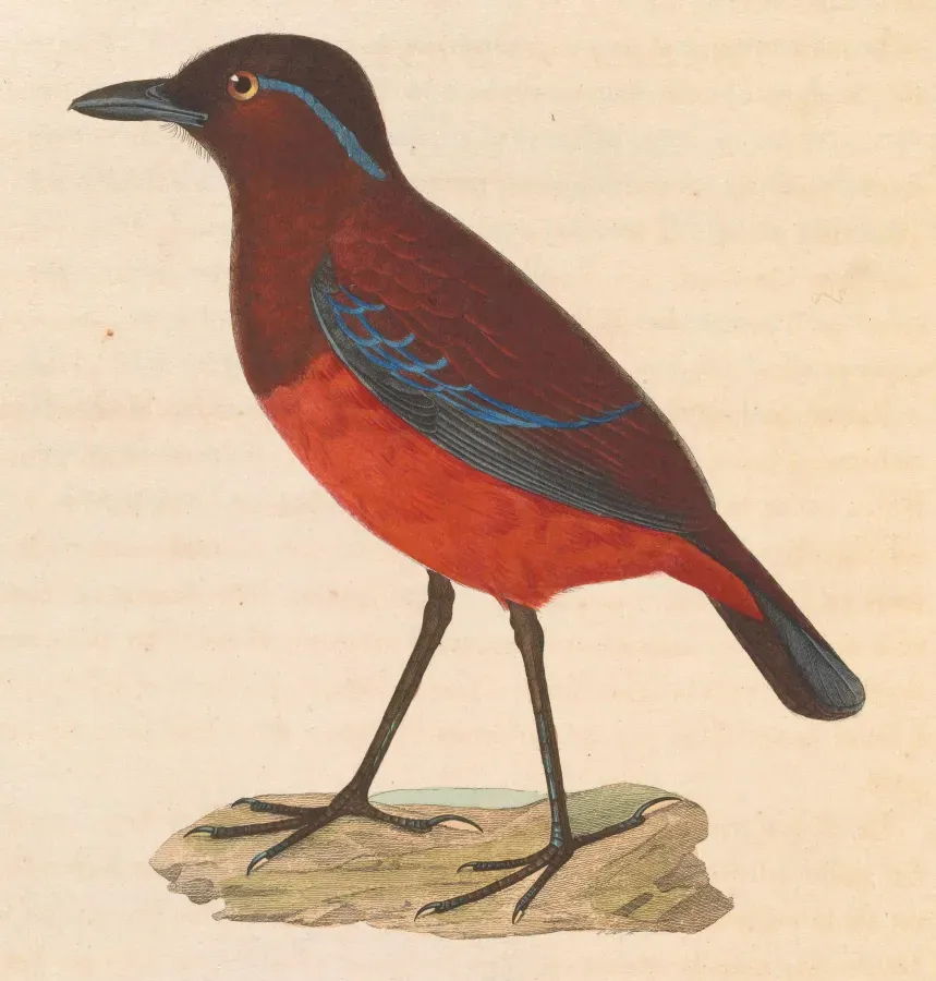 File:Erythropitta venusta 1838.jpg