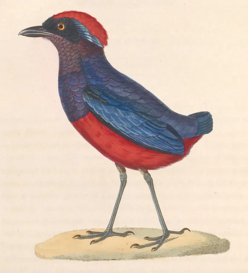 File:Erythropitta granatina 1838.jpg