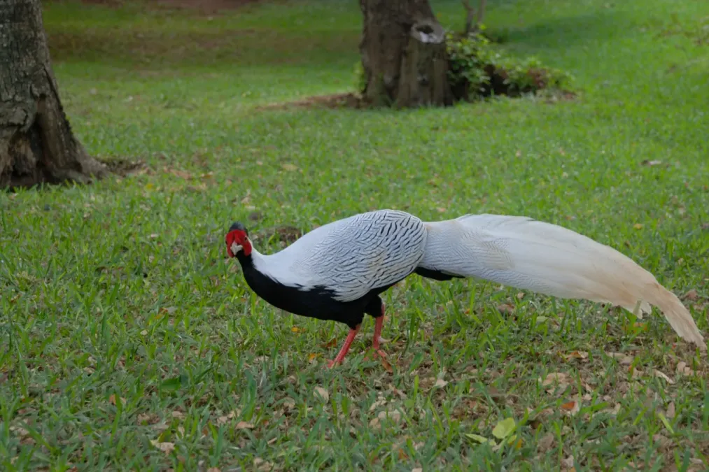 File:Lophura nycthemera -Mauritius -male-8a.jpg