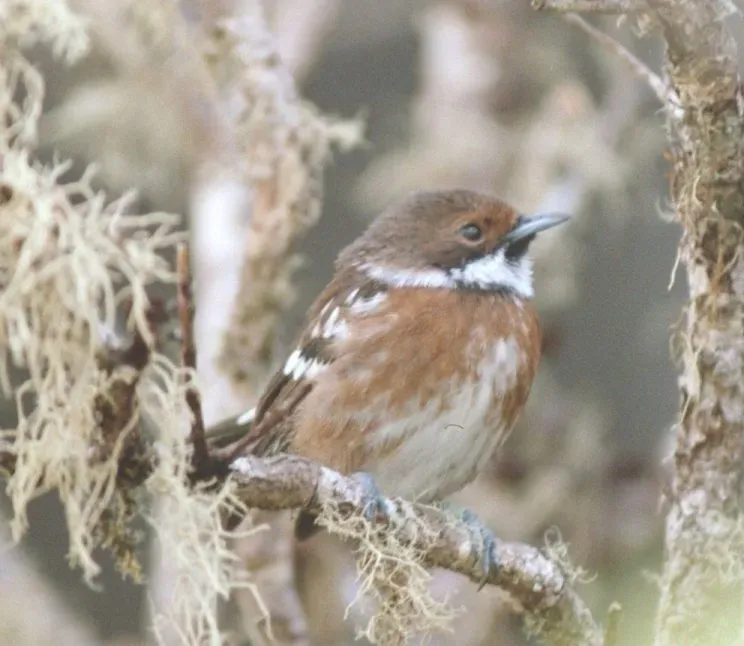 File:Chasiempis sandwichensis ridgwayi.jpg