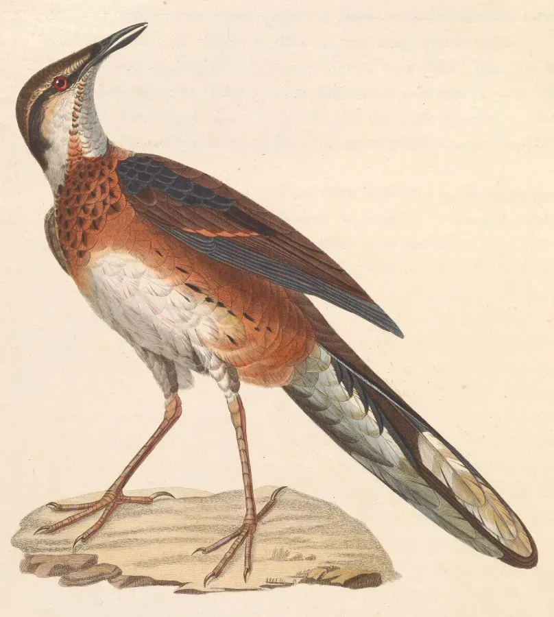 File:Cinclosoma ajax 1838.jpg