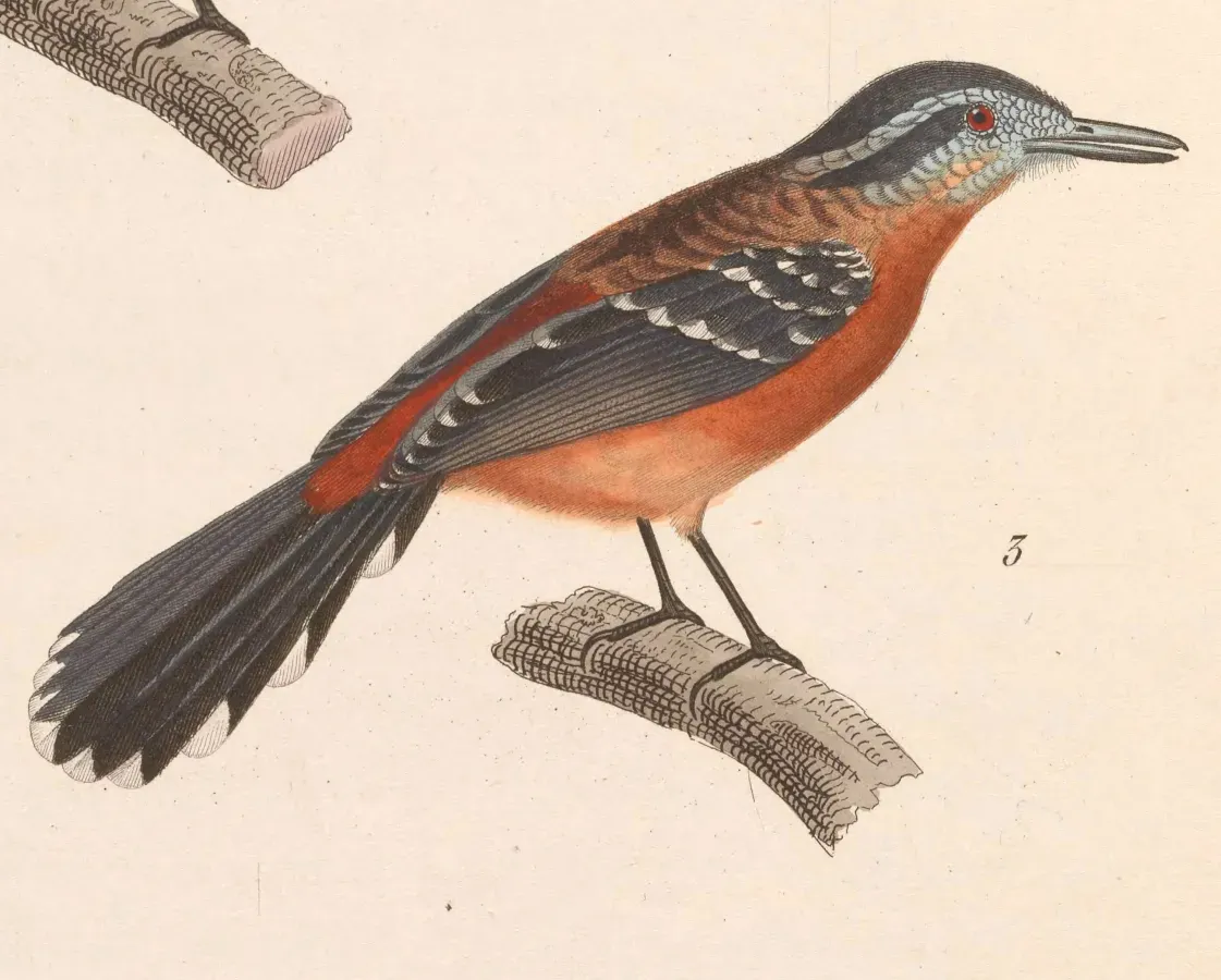 File:Drymophila ferruginea 1838.jpg