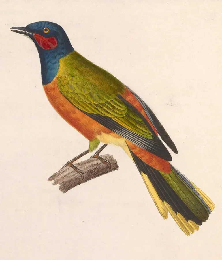 File:Lobotos lobatus male 1838.jpg