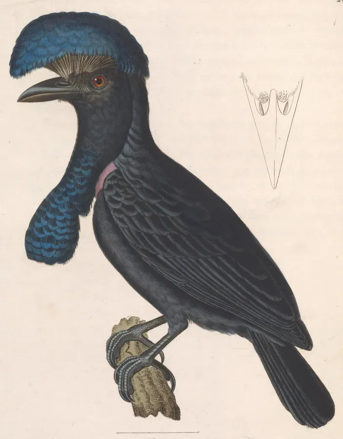 File:Cephalopterus ornatus 1838.jpg