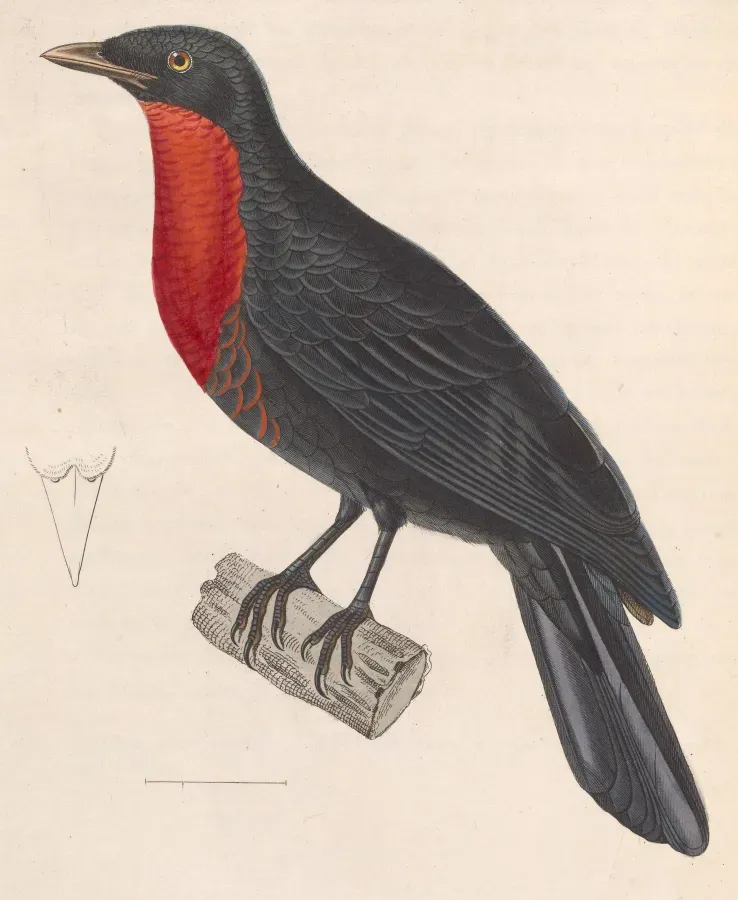 File:Pyroderus scutatus 1838.jpg