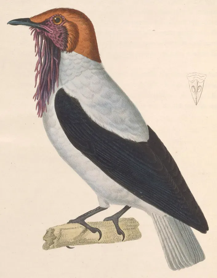 File:Procnias averano 1838.jpg