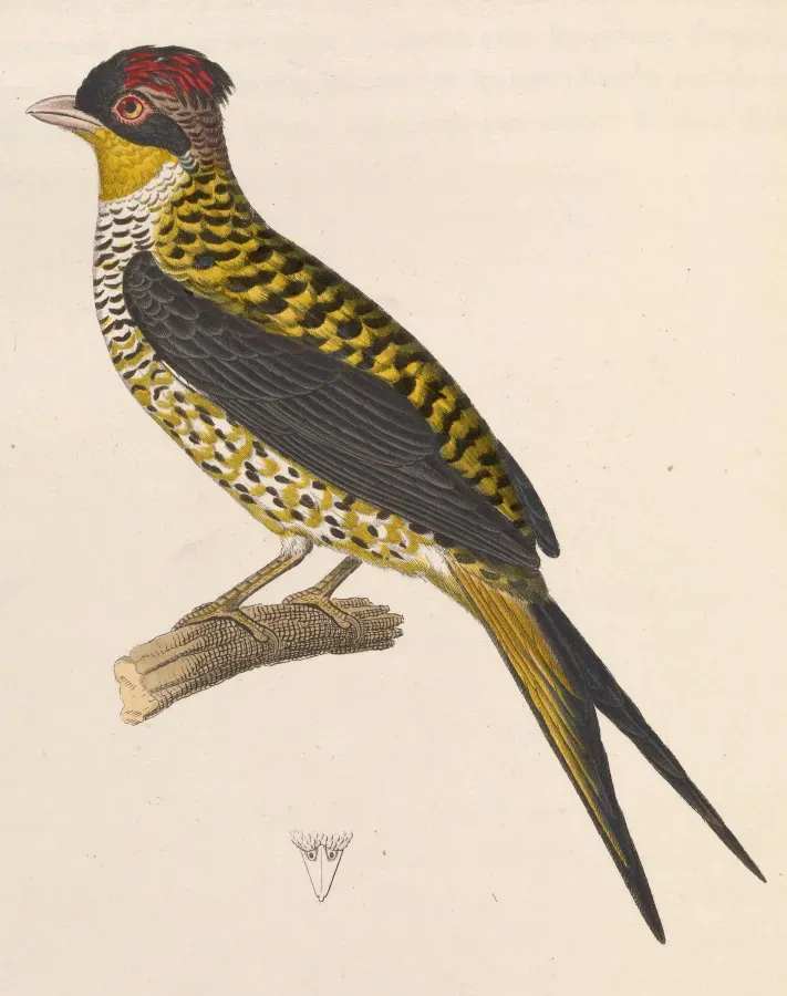File:Phibalura flavirostris 1838.jpg