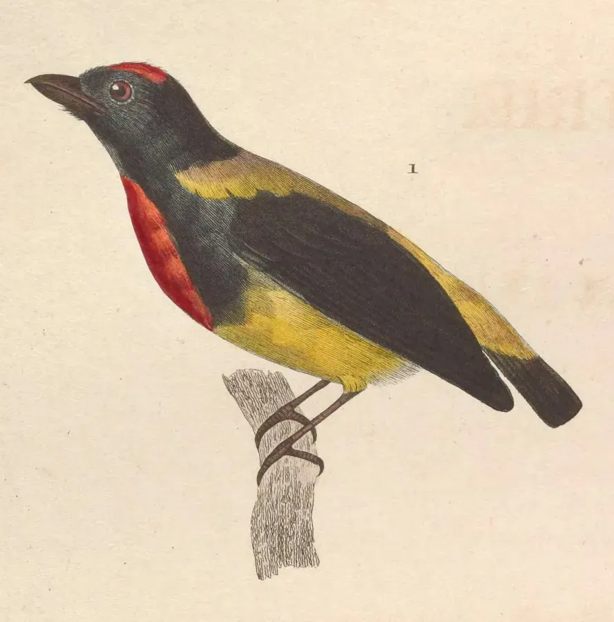 File:Prionochilus thoracicus male 1838.jpg
