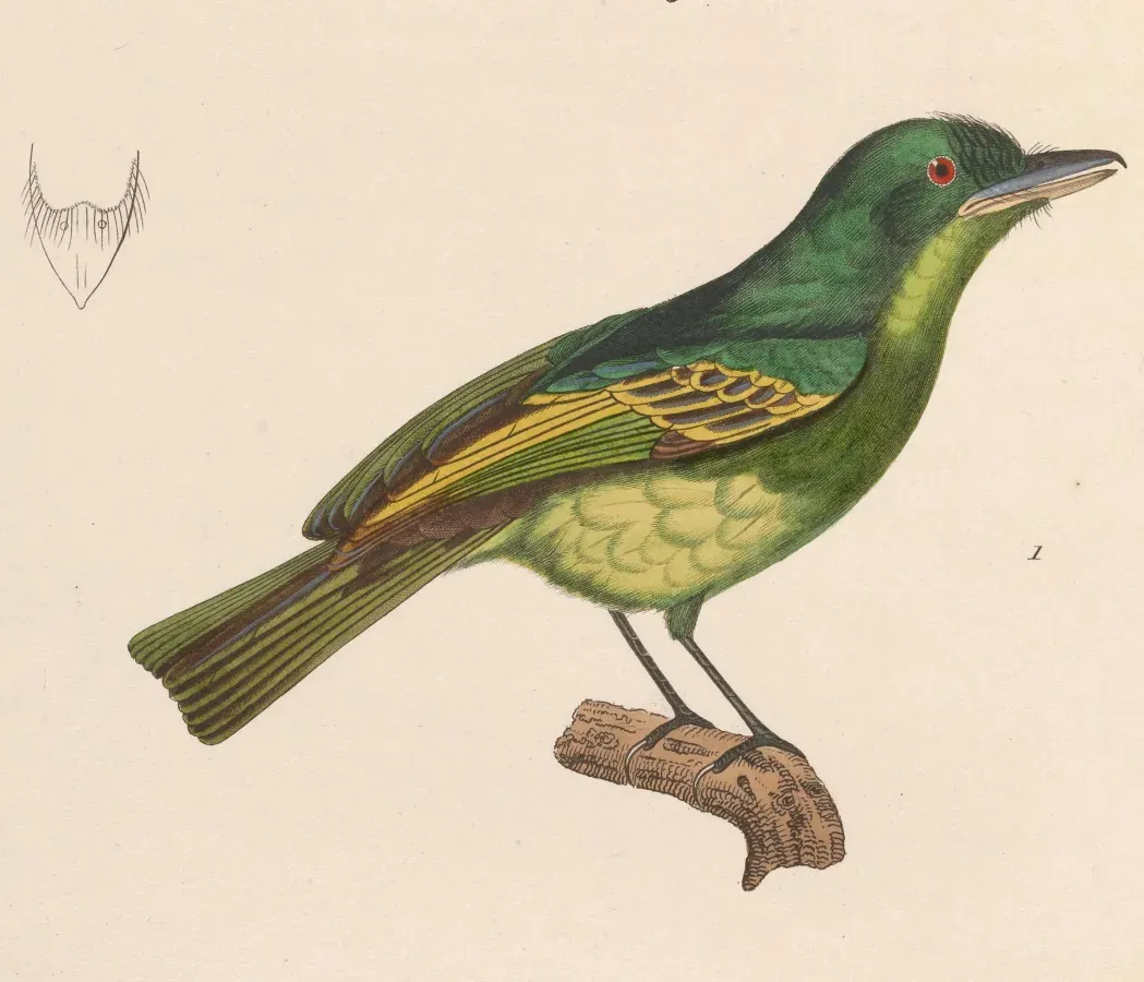 File:Rhynchocyclus olivaceus 1838.jpg