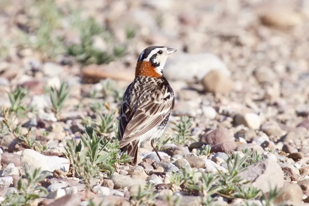 File:Chestnut-collared Longspur, Calcarius ornatus, male.jpg