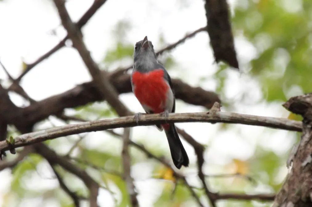 File:Gray-throated Chat (Granatellus sallaei).jpg