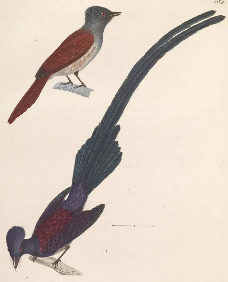 File:Terpsiphone atrocaudata atrocaudata 1838.jpg