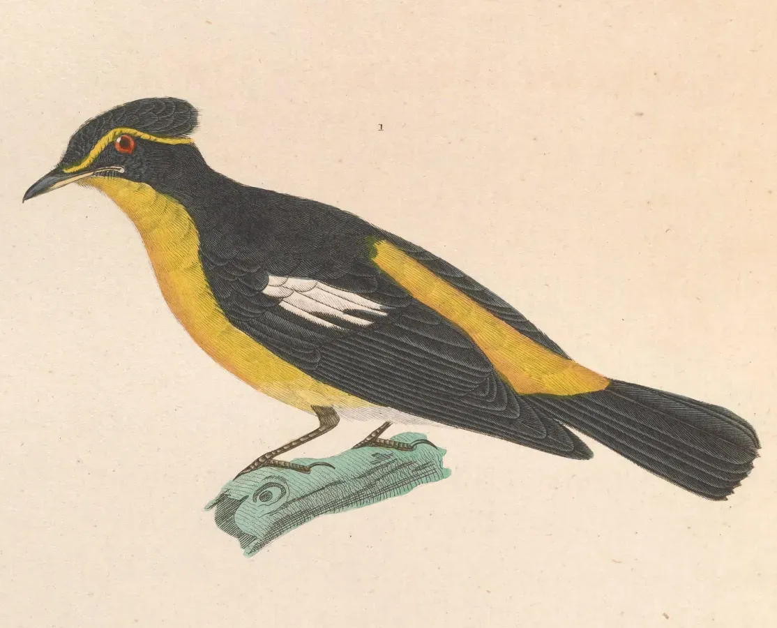 File:Ficedula narcissina 1838.jpg