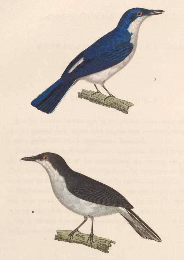 File:Hemipus hirundinaceus 1838.jpg