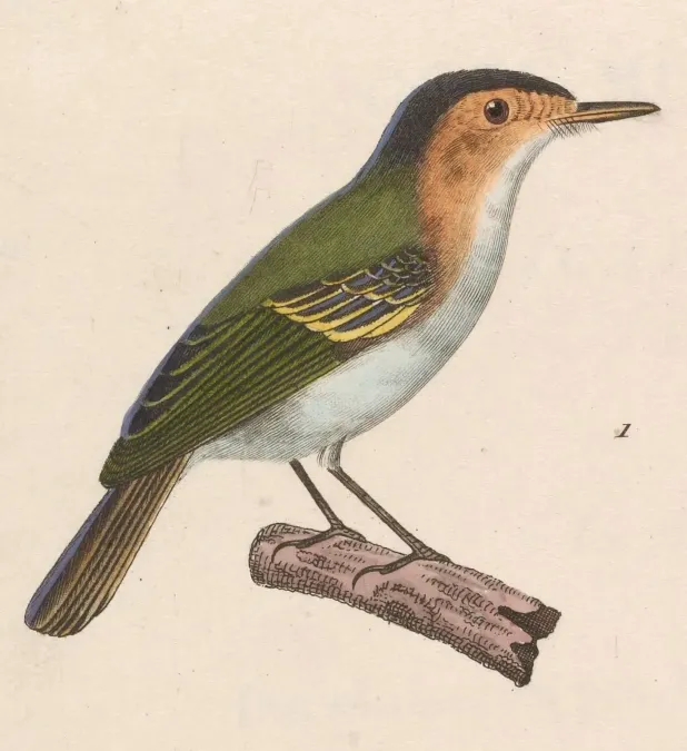 File:Poecilotriccus plumbeiceps 1838.jpg