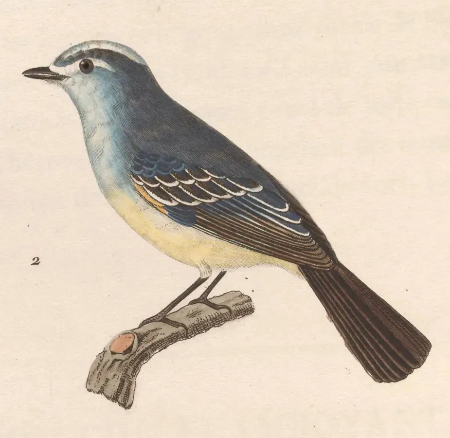 File:Serpophaga subcristata 1838.jpg