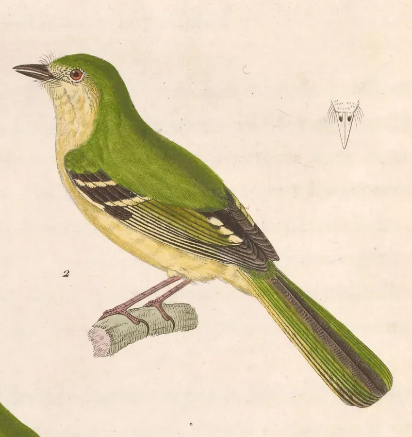 File:Phylloscartes ventralis 1838.jpg
