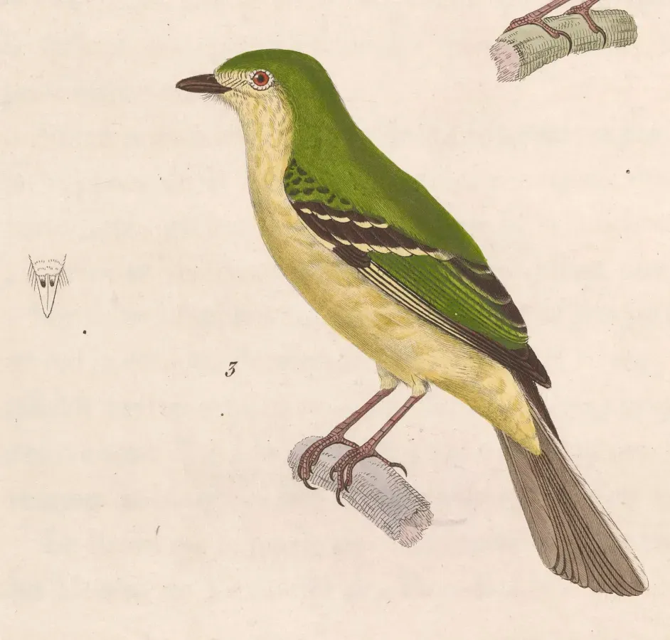 File:Phyllomyias virescens 1838.jpg