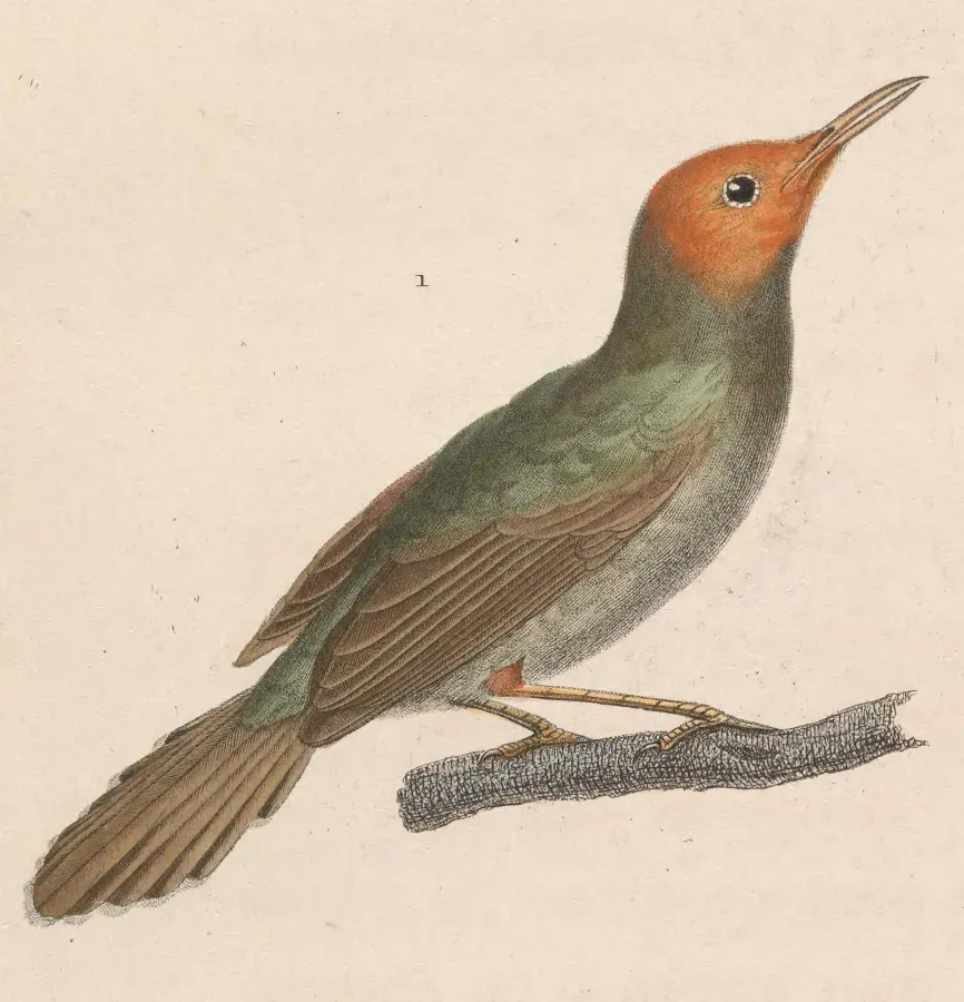File:Orthotomus sepium 1838.jpg