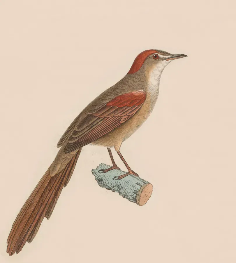 File:Synallaxis albescens 1838.jpg