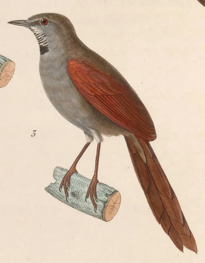 File:Synallaxis cinerascens 1838.jpg