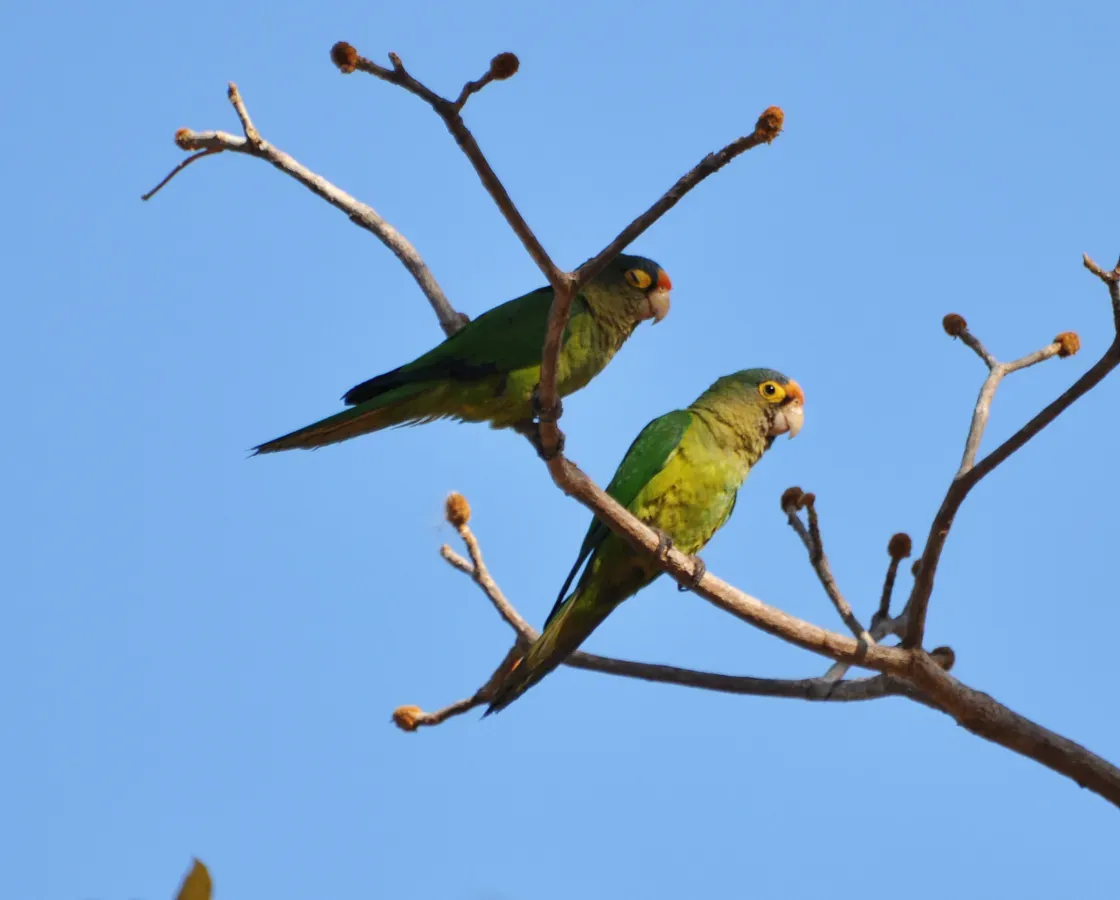File:Eupsittula canicularis, Guacalillo, Costa Rica 1.jpg
