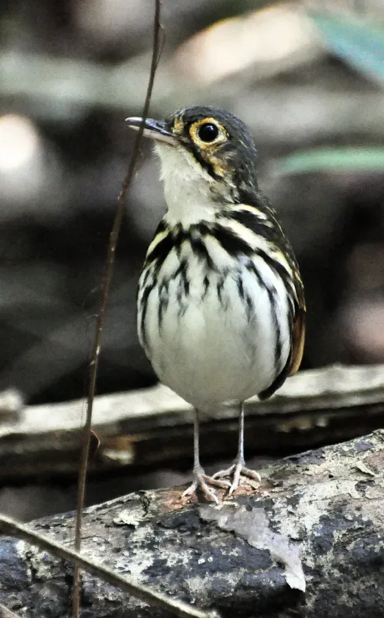 File:Hylopezus perspicillatus -Carara National Park, Central Pacific Conservation Area, Costa Rica-8 (1).jpg