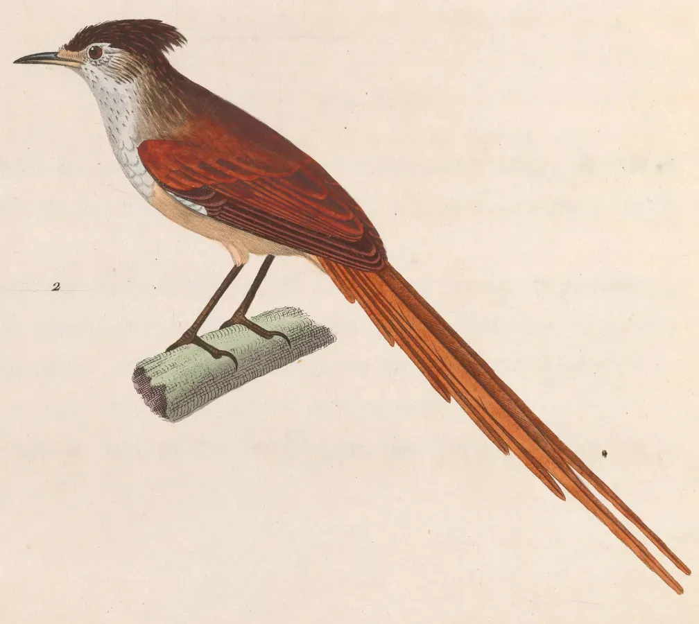 File:Leptasthenura setaria 1838.jpg
