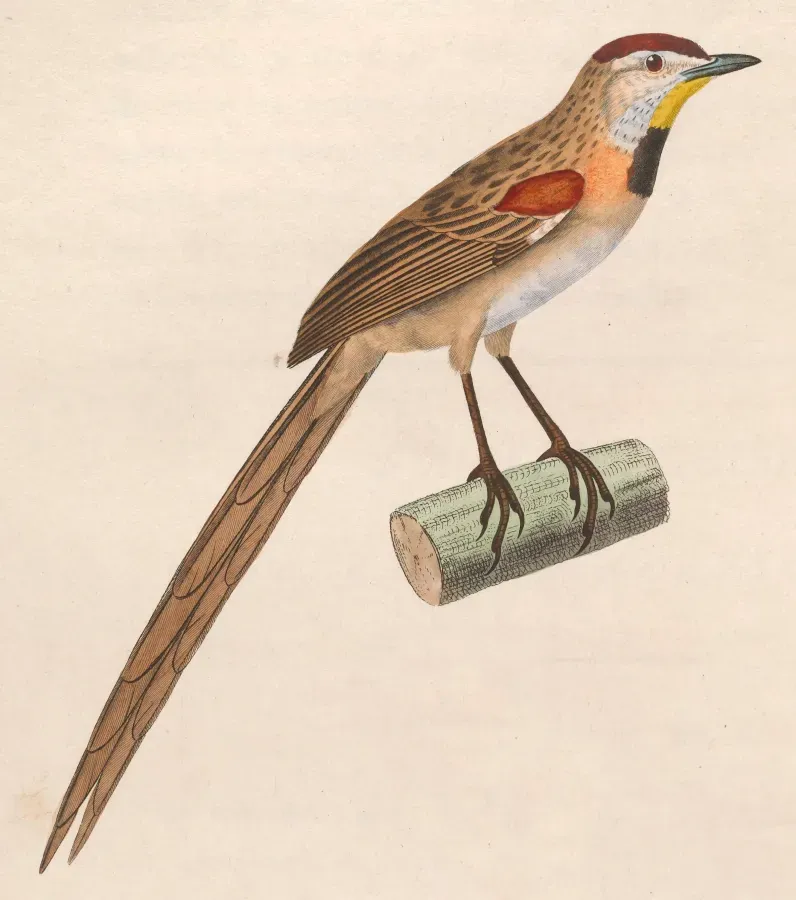 File:Schoeniophylax phryganophilus phryganophilus 1838.jpg