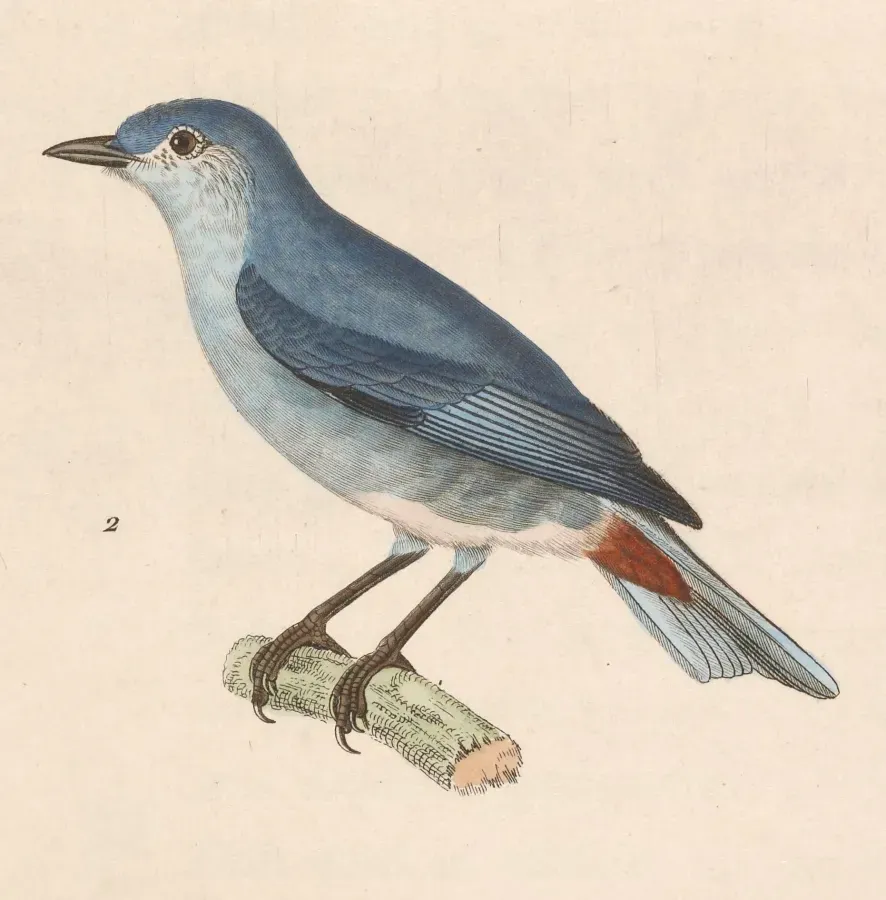 File:Conirostrum speciosum 1838.jpg
