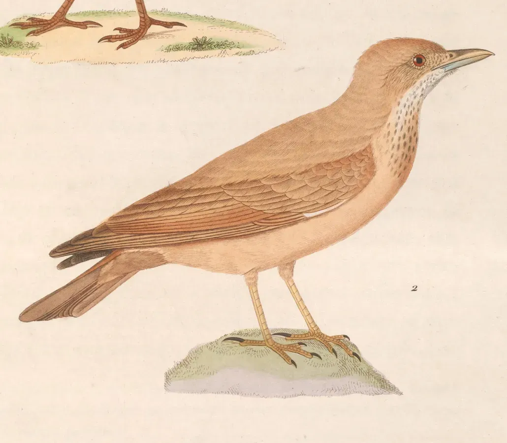 File:Ammomanes deserti isabellinus 1838.jpg