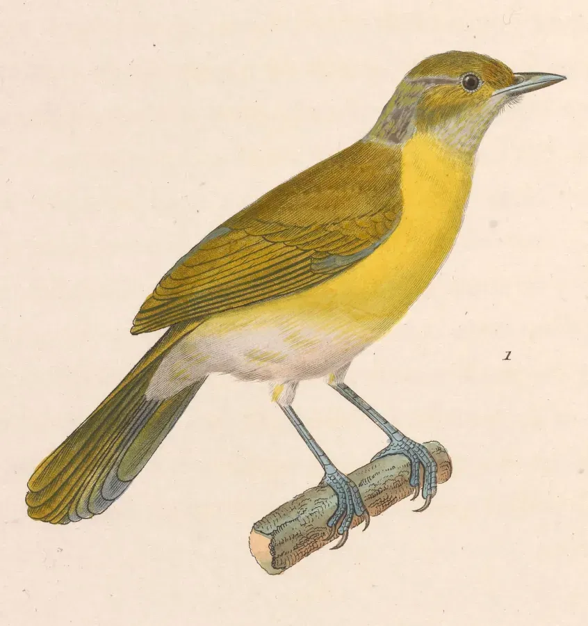 File:Hylophilus thoracicus 1838.jpg