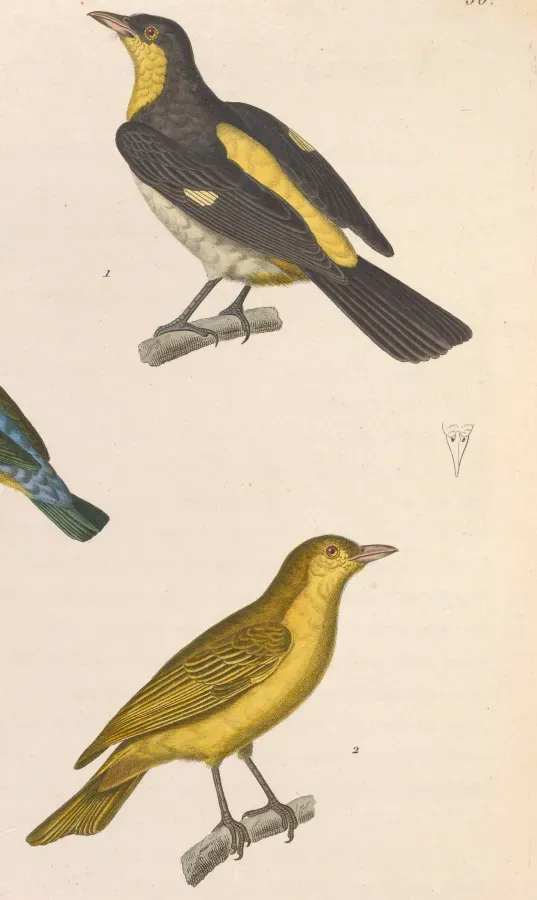 File:Hemithraupis flavicollis flavicollis 1838.jpg