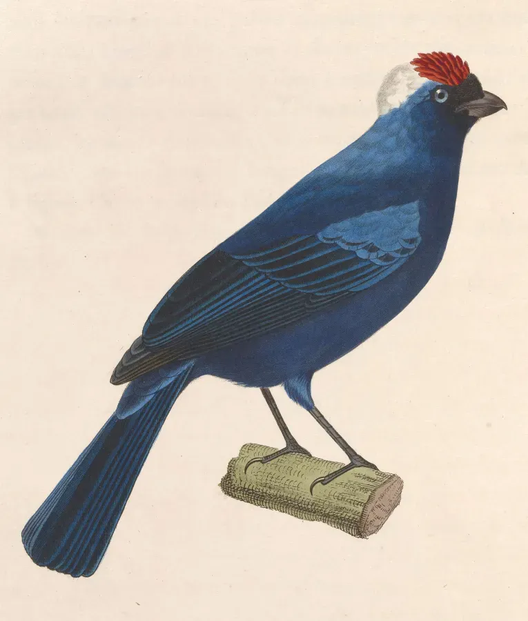 File:Stephanophorus diadematus 1838.jpg